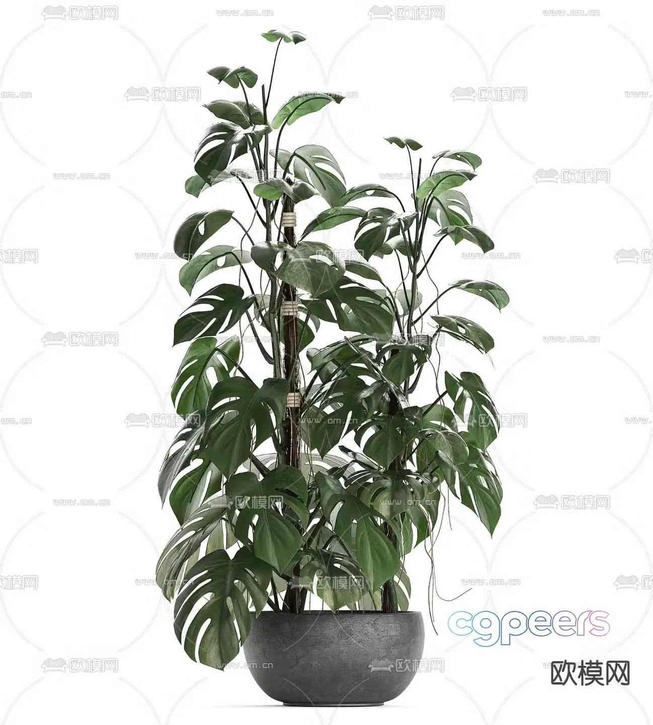 Turtle back leaves potted green plants 3d model