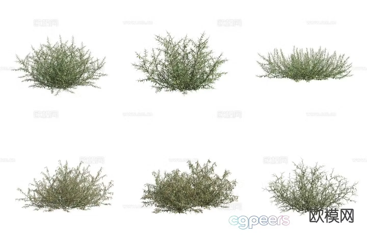 Leaf Camel Thorn Desert Plant Shrub 3D Model