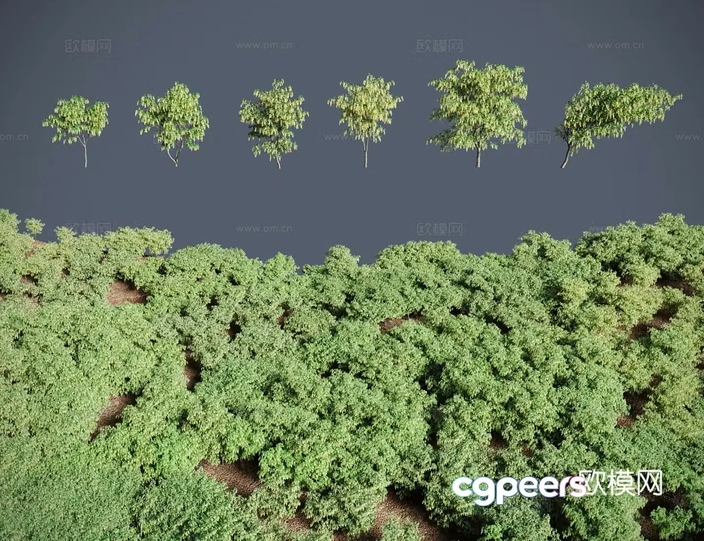 Modern landscape tree shrubs Vos Gold chain tree Gold Rain Golden Rain 3D model