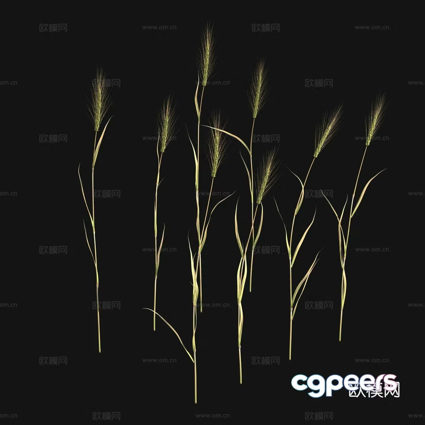 Barley Wheat 3d Model