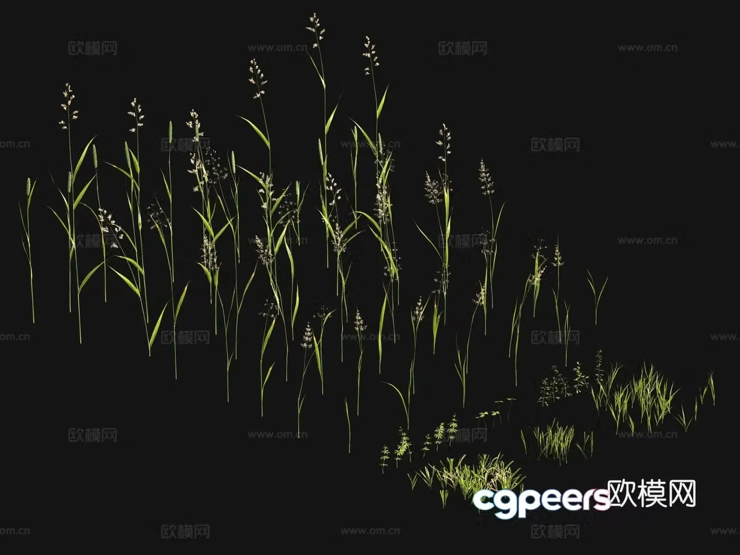 Flowers and plants Lawn Grass Seeds 3D Model