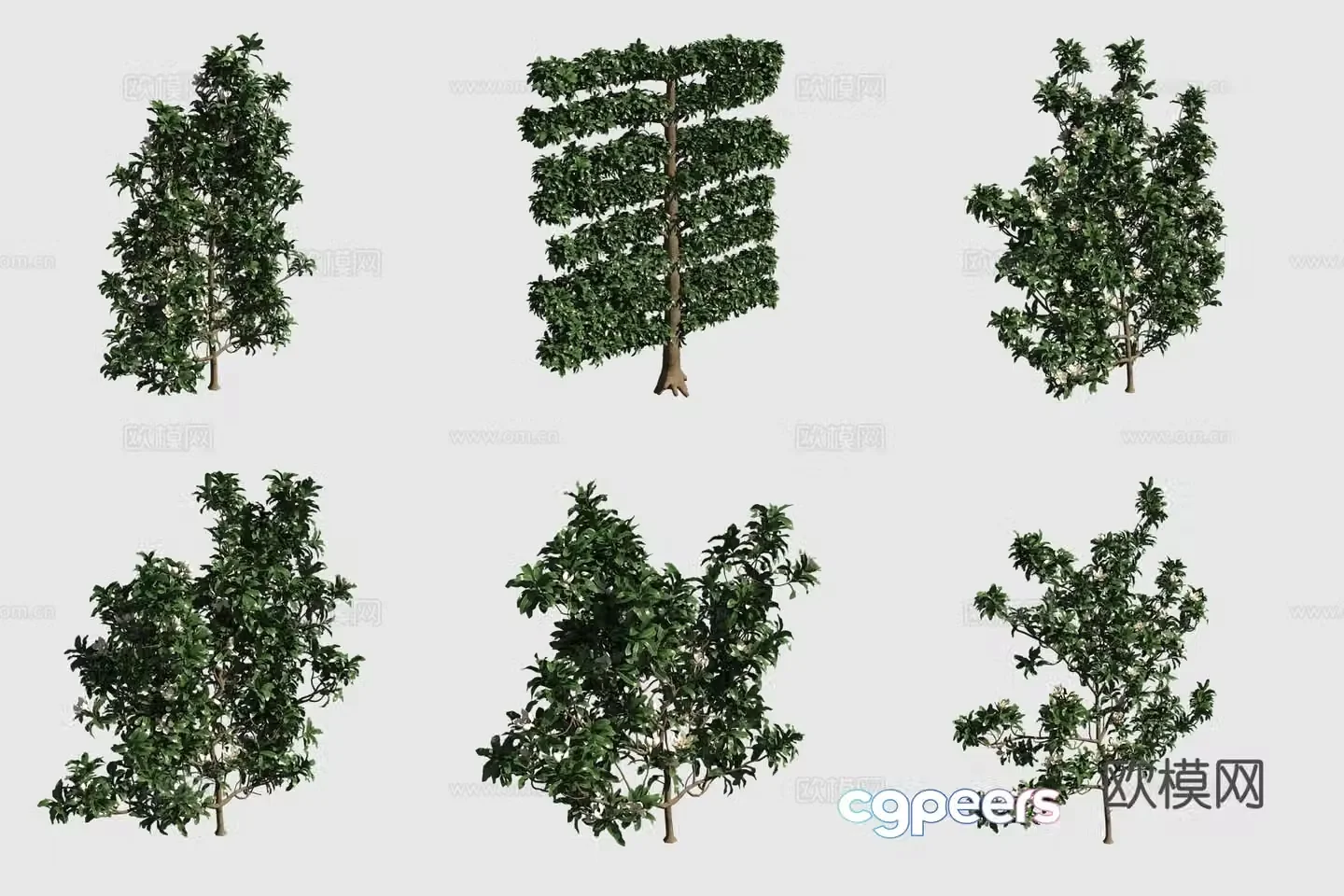 Lotus Mulan bush hedge 3d model