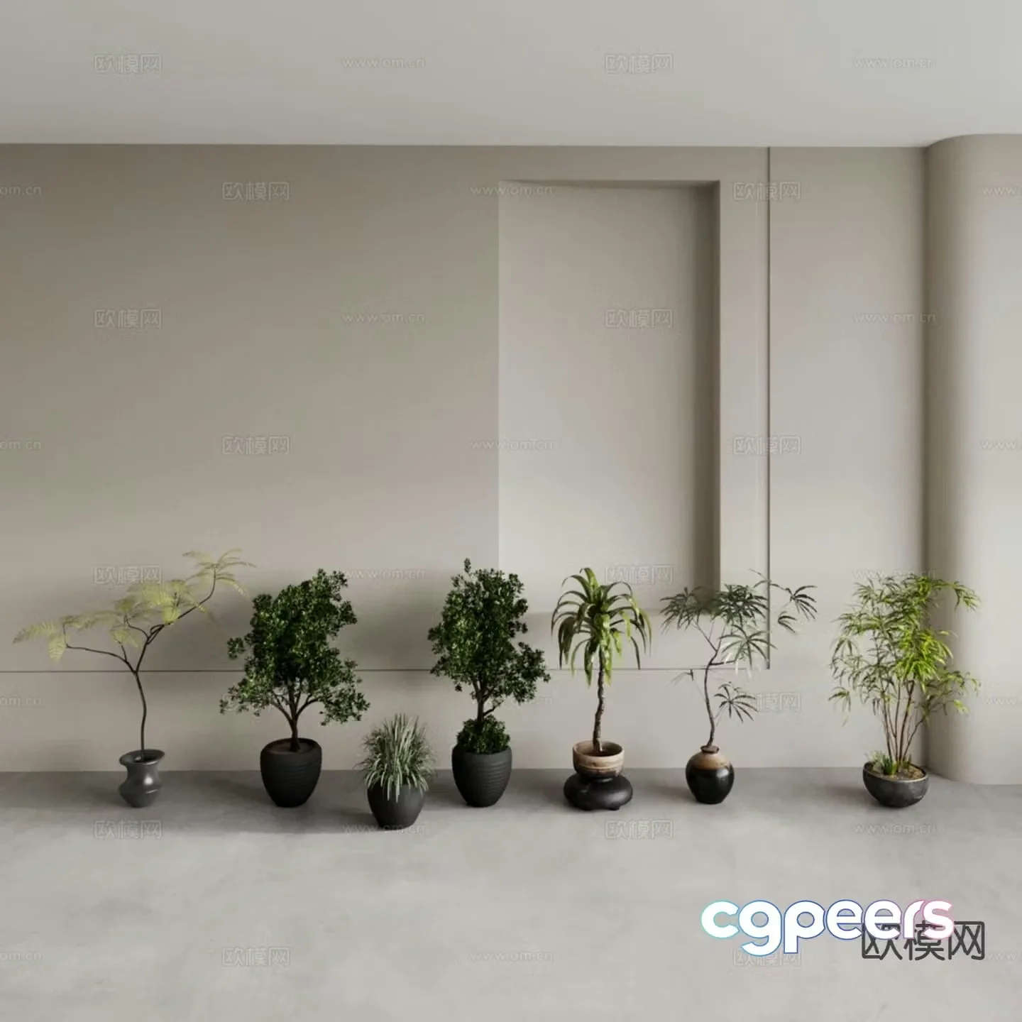Big potted plants money tree tall potted plants short potted plants 3D model