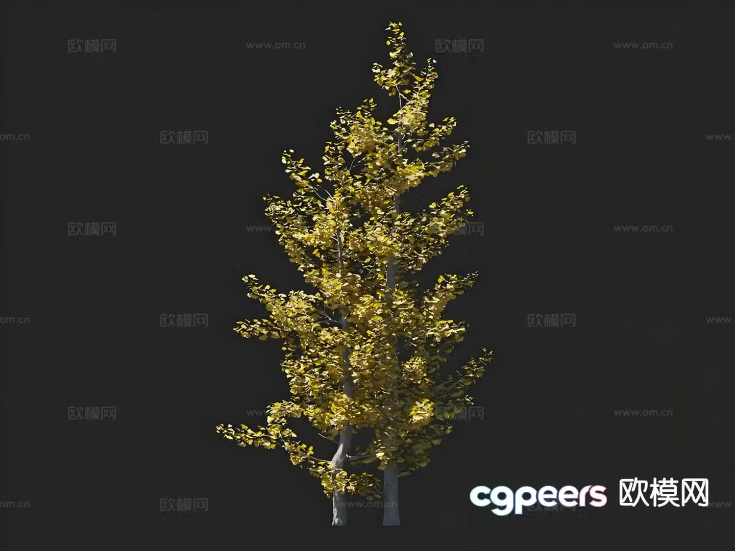 Ginkgo tree landscape tree solitary tree street tree greening tree 3D model