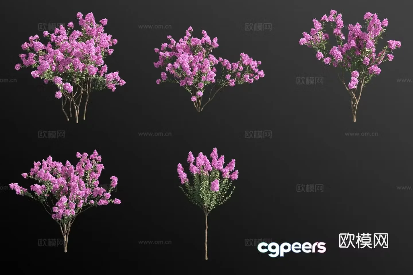 Crabbit myrtle tree shrub 3d model