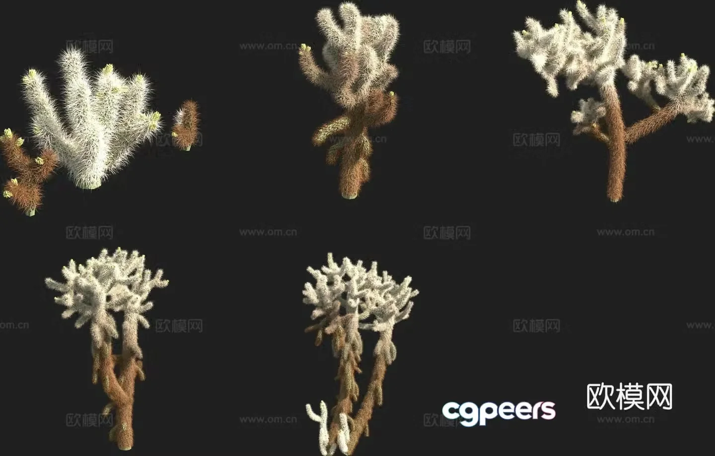 Bush cactus 3d model