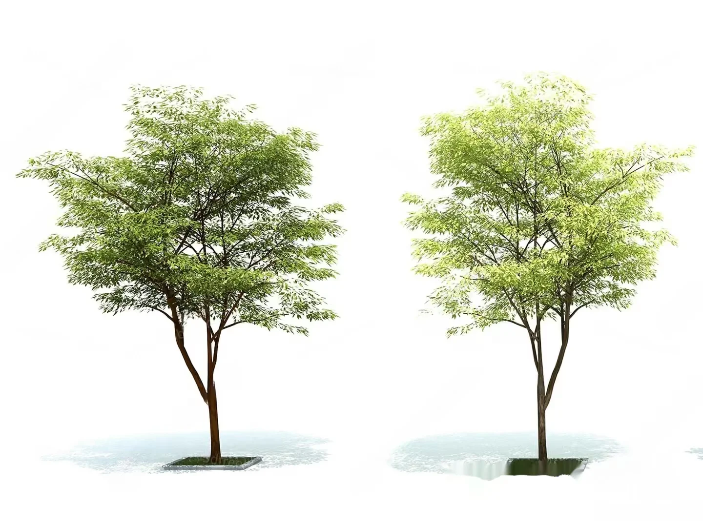 A Tree With Green Leaves 3D Model – 14184 – VRAY Render