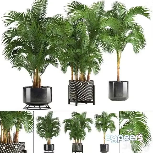 3ds Max Free – Collection of plants 217. Howea forsteriana