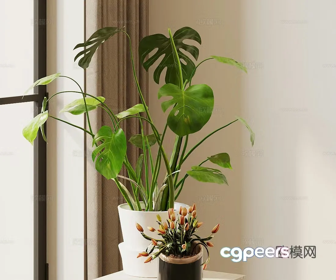 Monstera Bird of Paradise Potted 3D Model