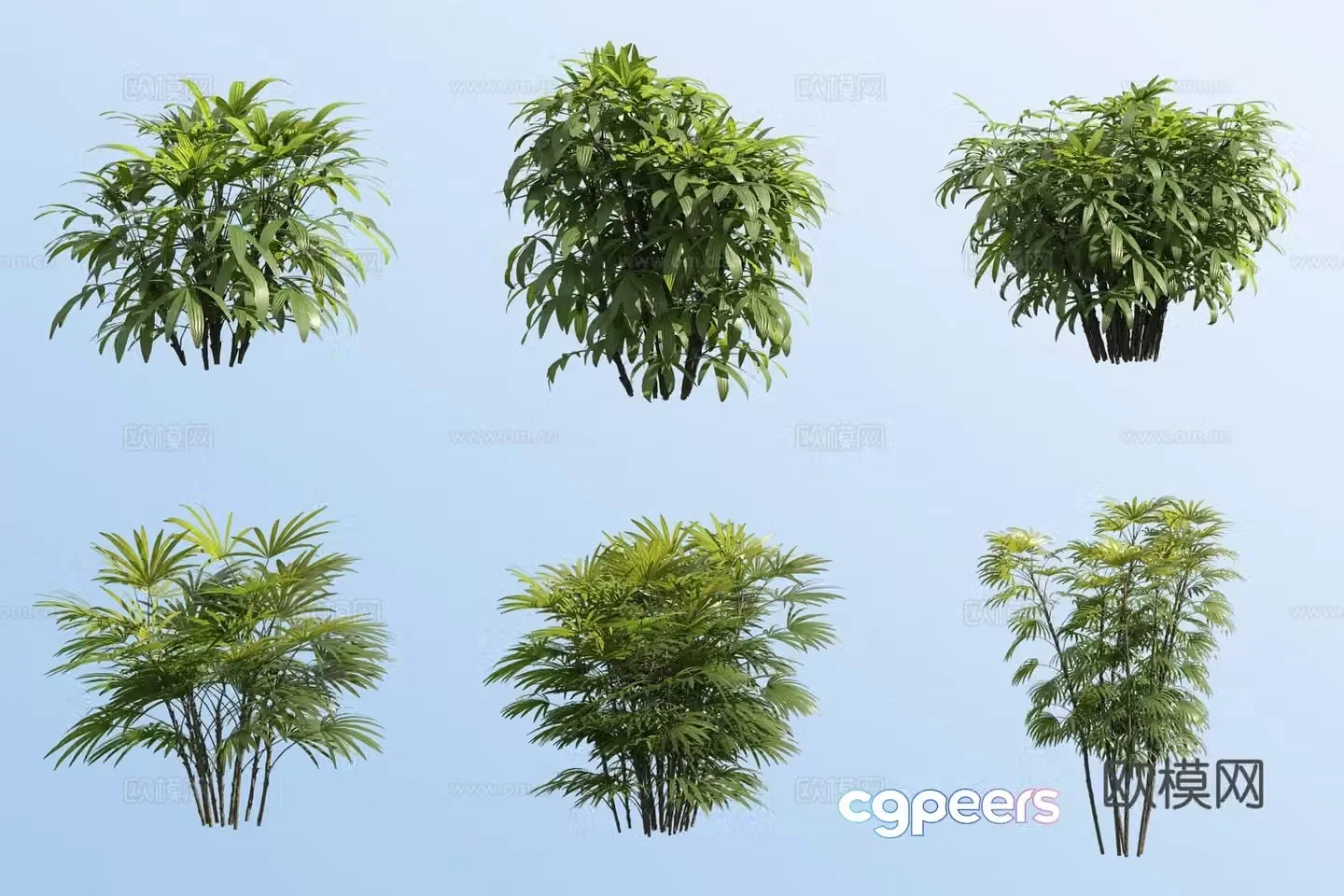Dwarf brown dwarf brown bamboo 3d model
