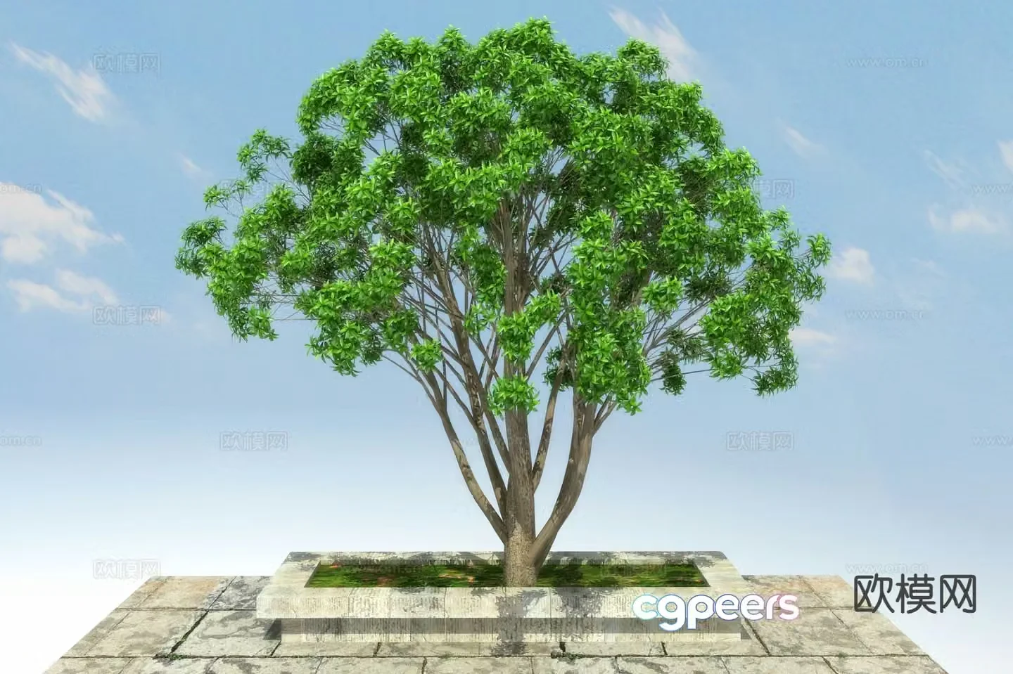 Landscape tree tree osmanthus 3d model