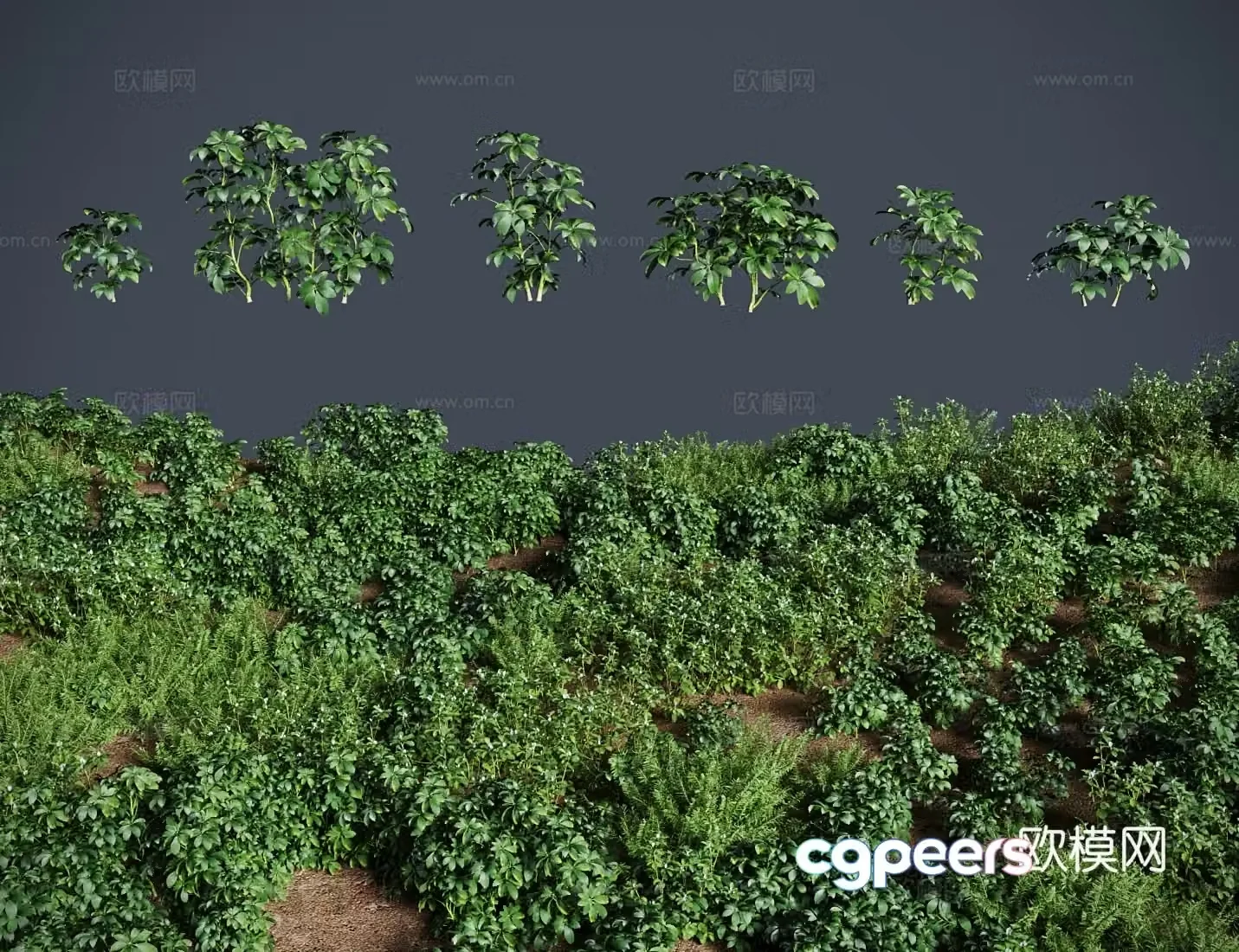 modern lawn lawn schefflera lawn shrub 3d model