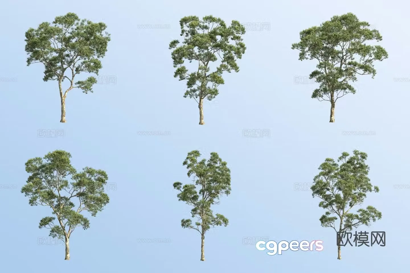 Eucalyptus tree 3d model