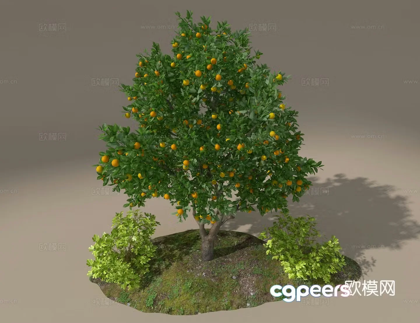 Orange tree 3d model