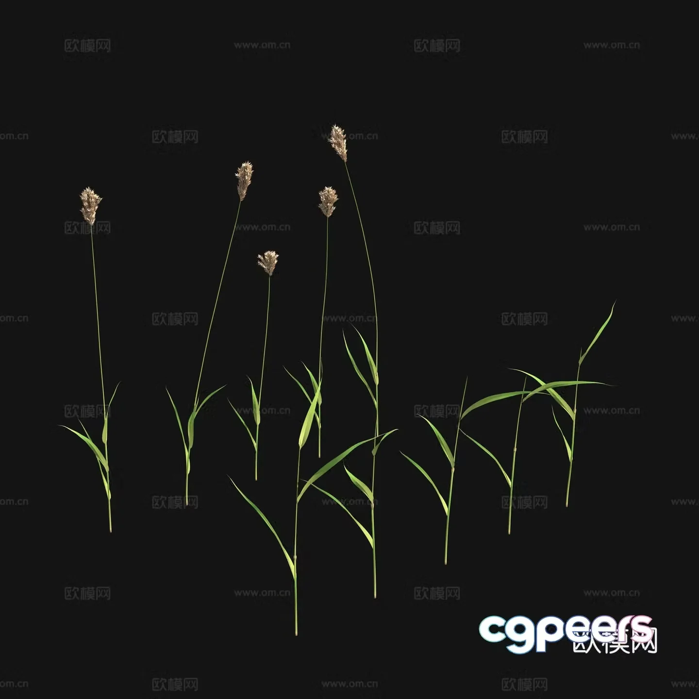 Flowers and plants 3d model