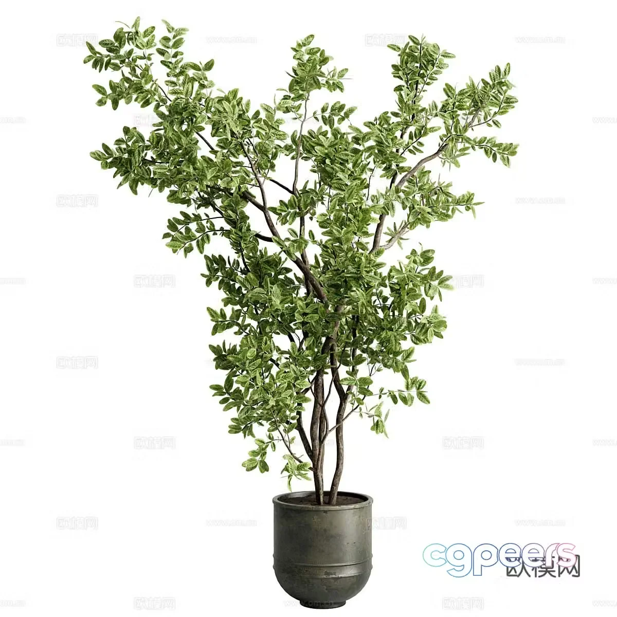Indoor potted green plants Rubber tree Indoor potted plants 3D model