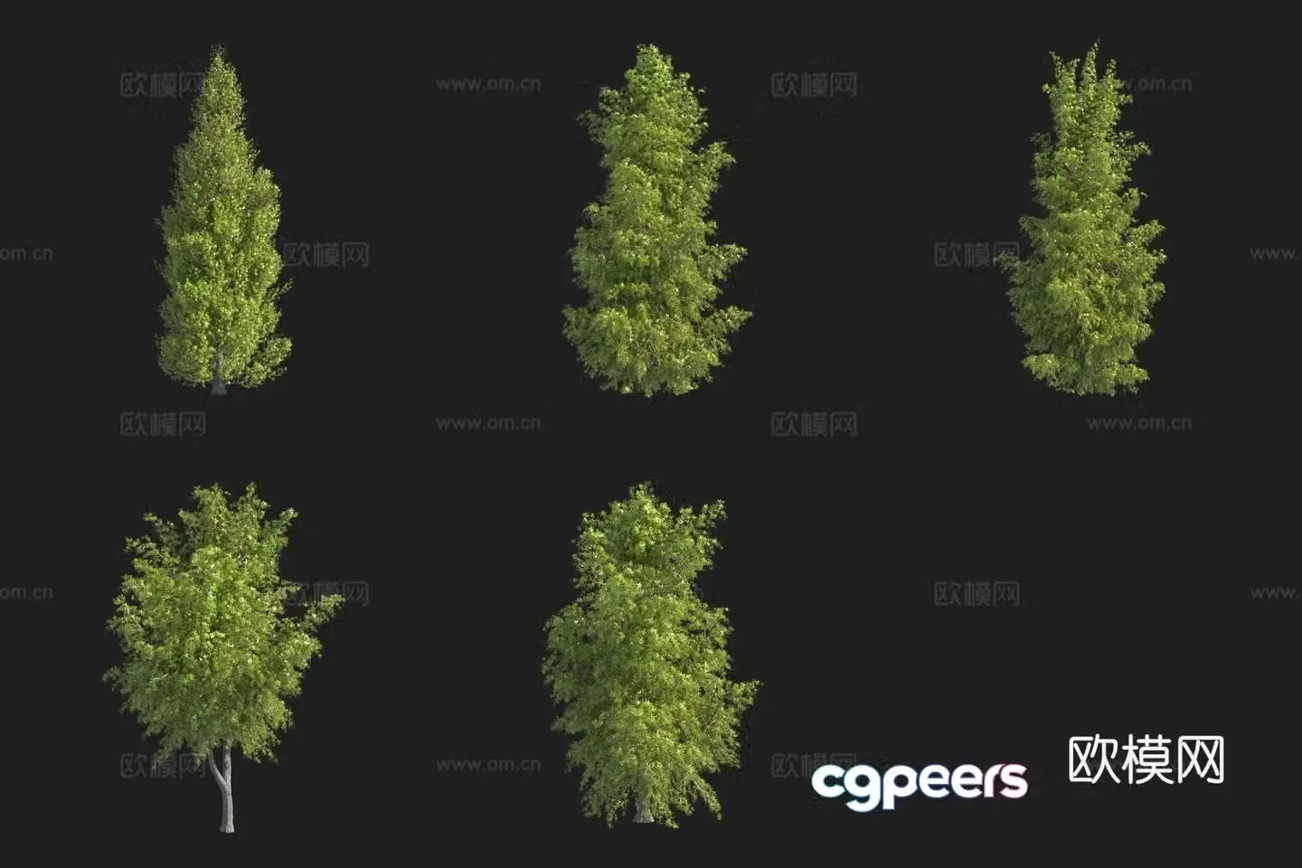 European Juniper Swedish Plant 3D Model