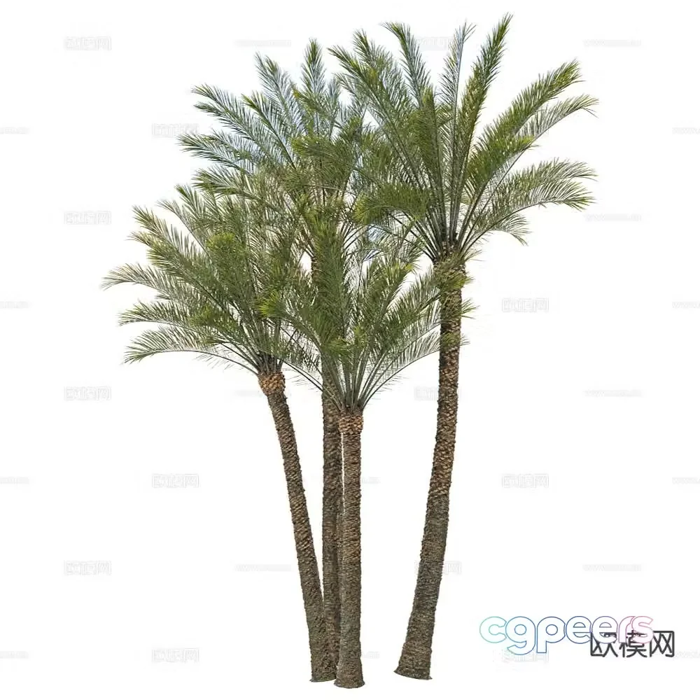 tropical tree landscape tree coconut tree 3d model