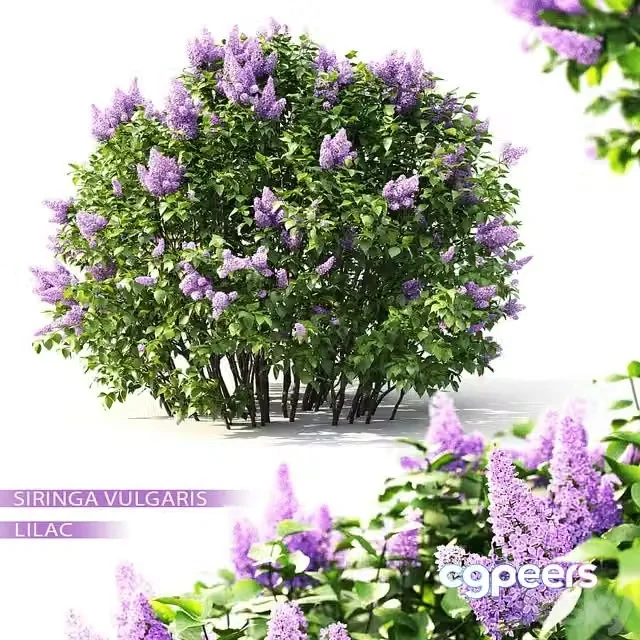 3ds Max Free – Lilac flowering #2