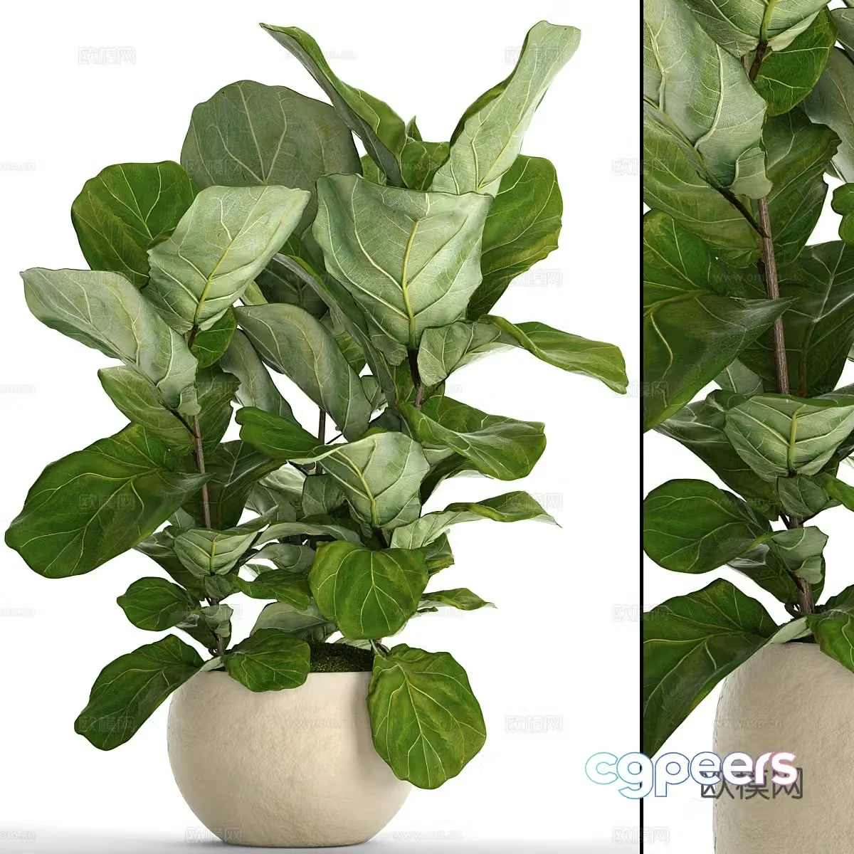 Modern Banyan Pot Plant 3D Model