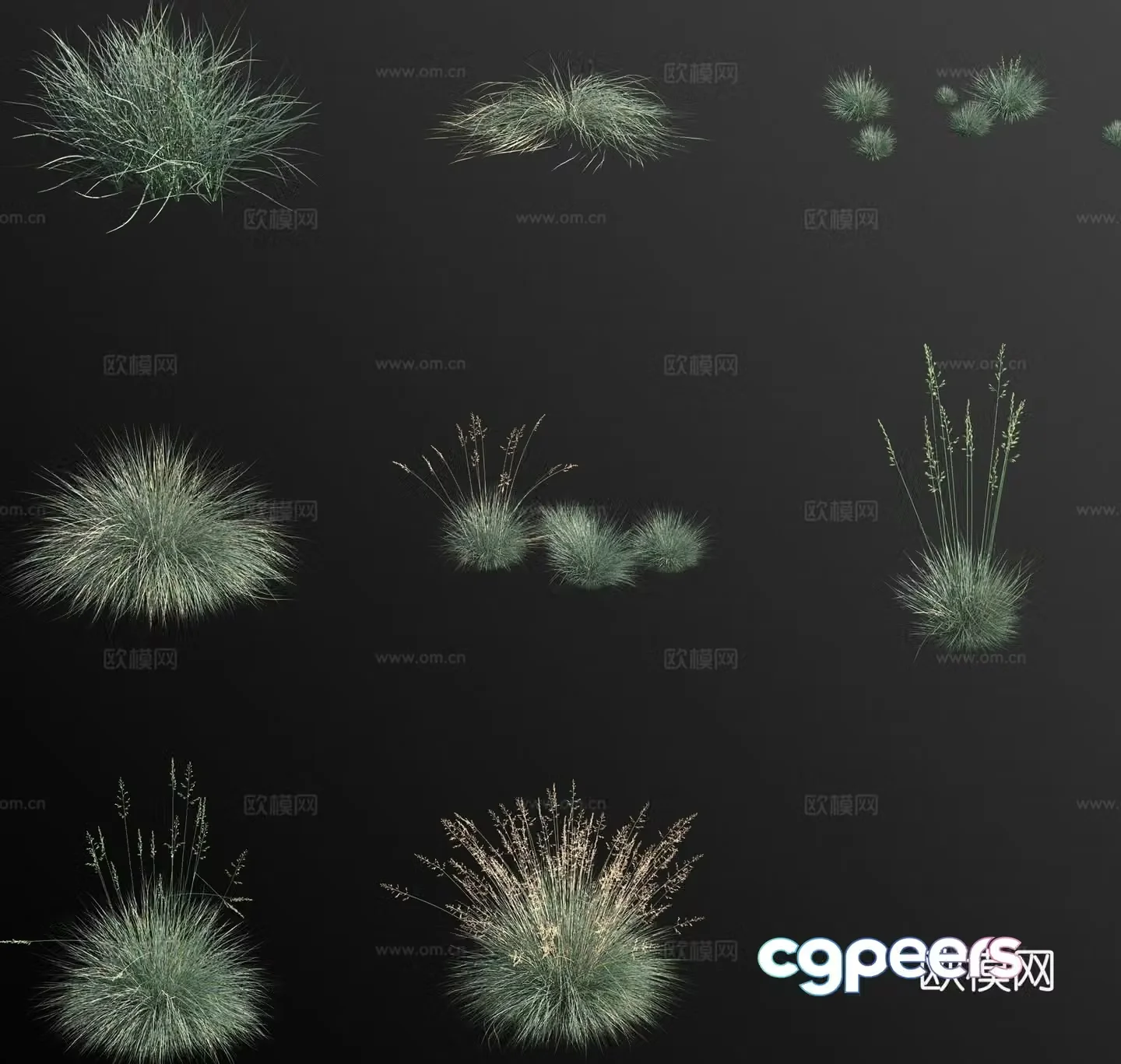 blue fescue grass flower 3d model