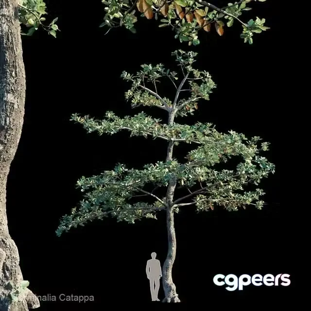3ds Max Free – Terminalia catappa