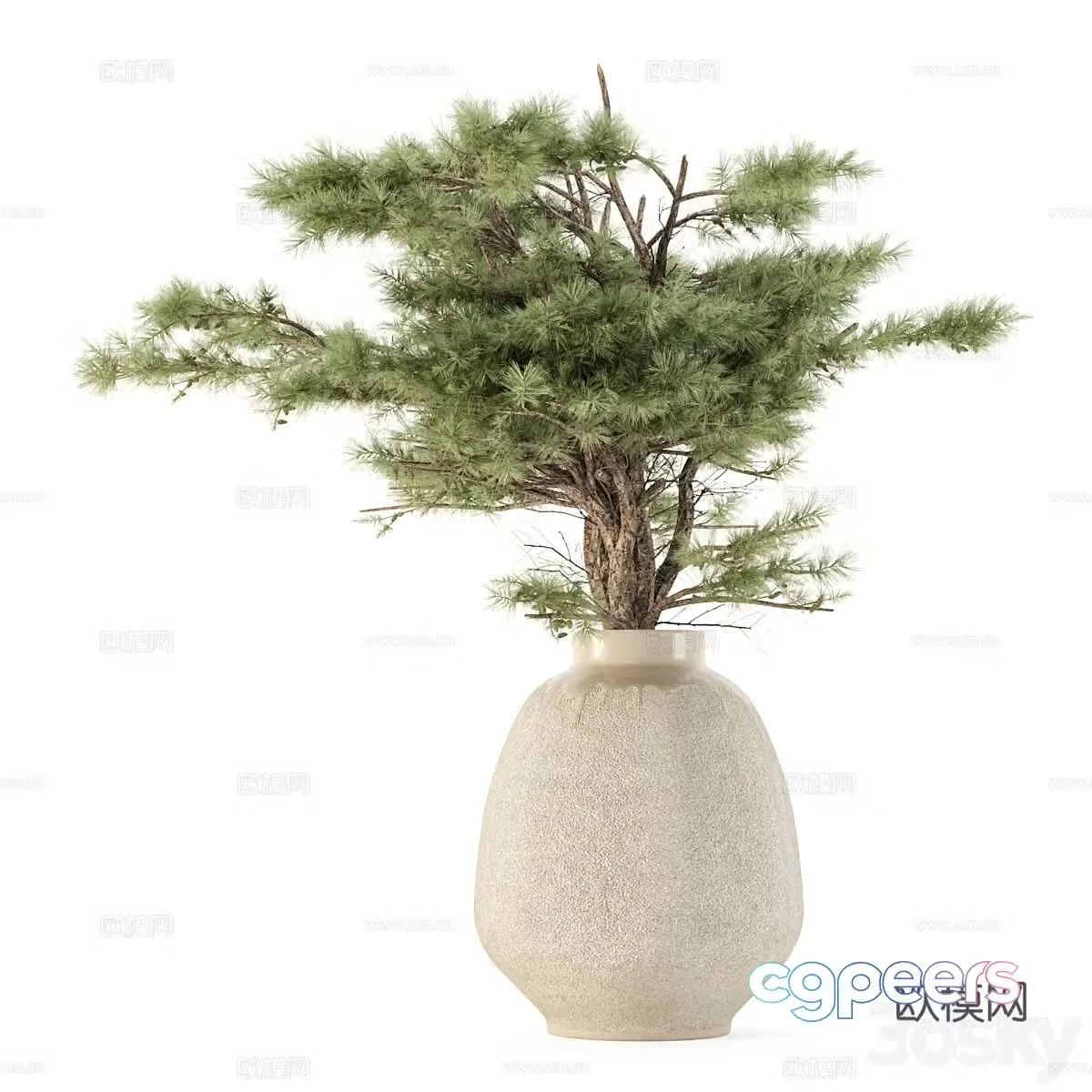 Modern plant potted bonsai green plants 3D model
