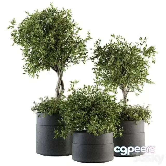 3ds Max Free – indoor Plant Set 193 – Tree in pot