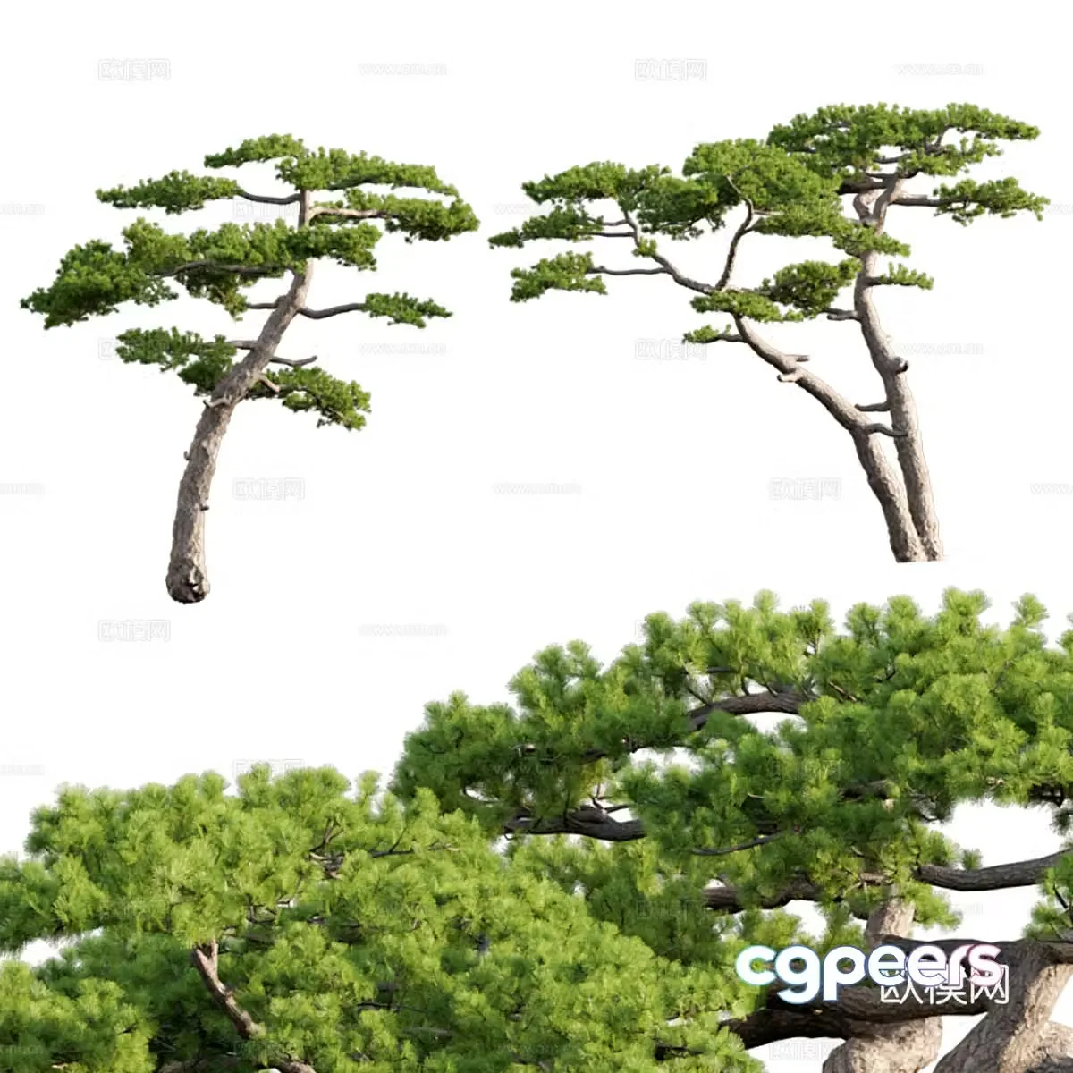 Pine tree 3d model