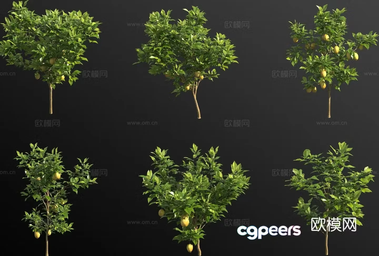lemon tree fruit tree 3d model