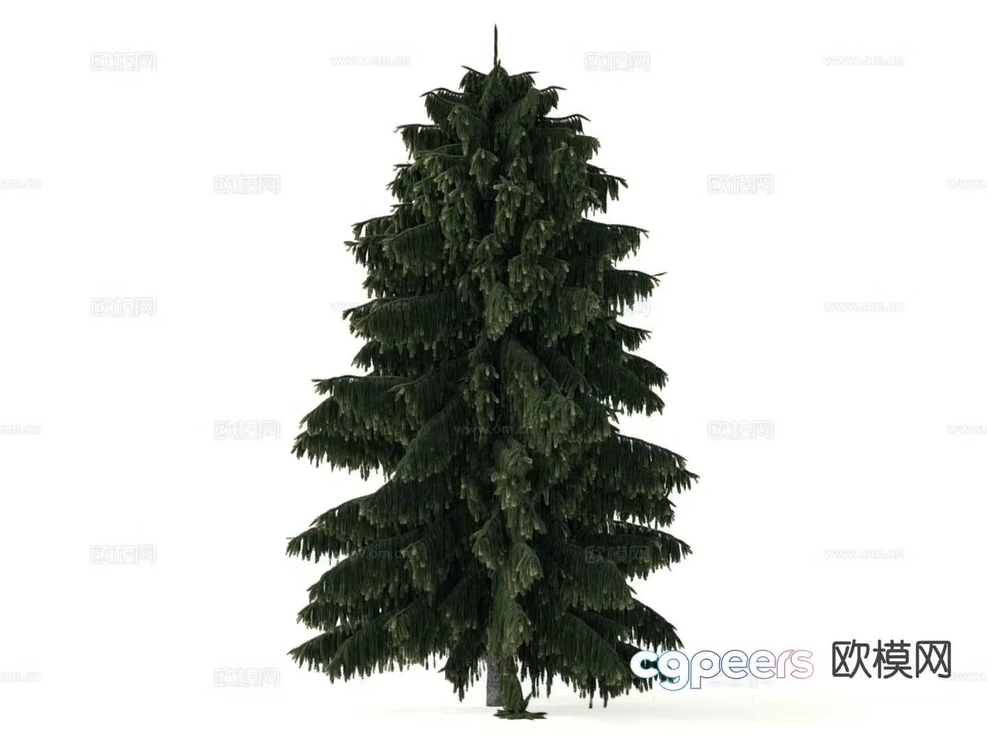 Pine Tree Tree Cypress 3d Model