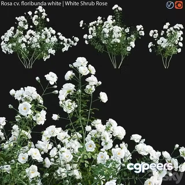3ds Max Free – Rosa cv floribunda white White Shrub Rose 02