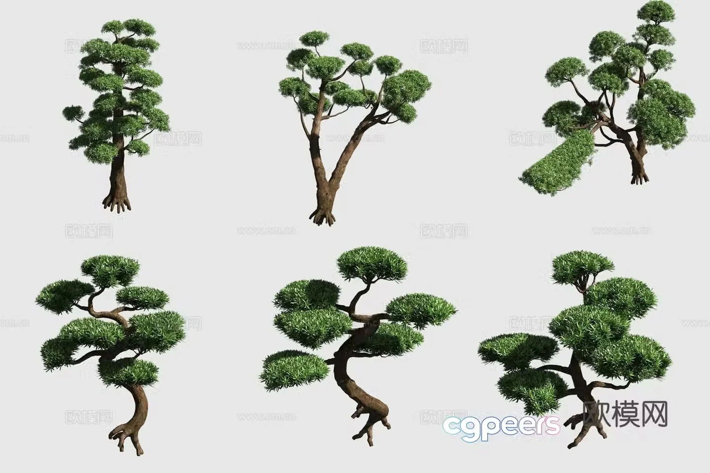 Populus hedge ornamental plant 3d model
