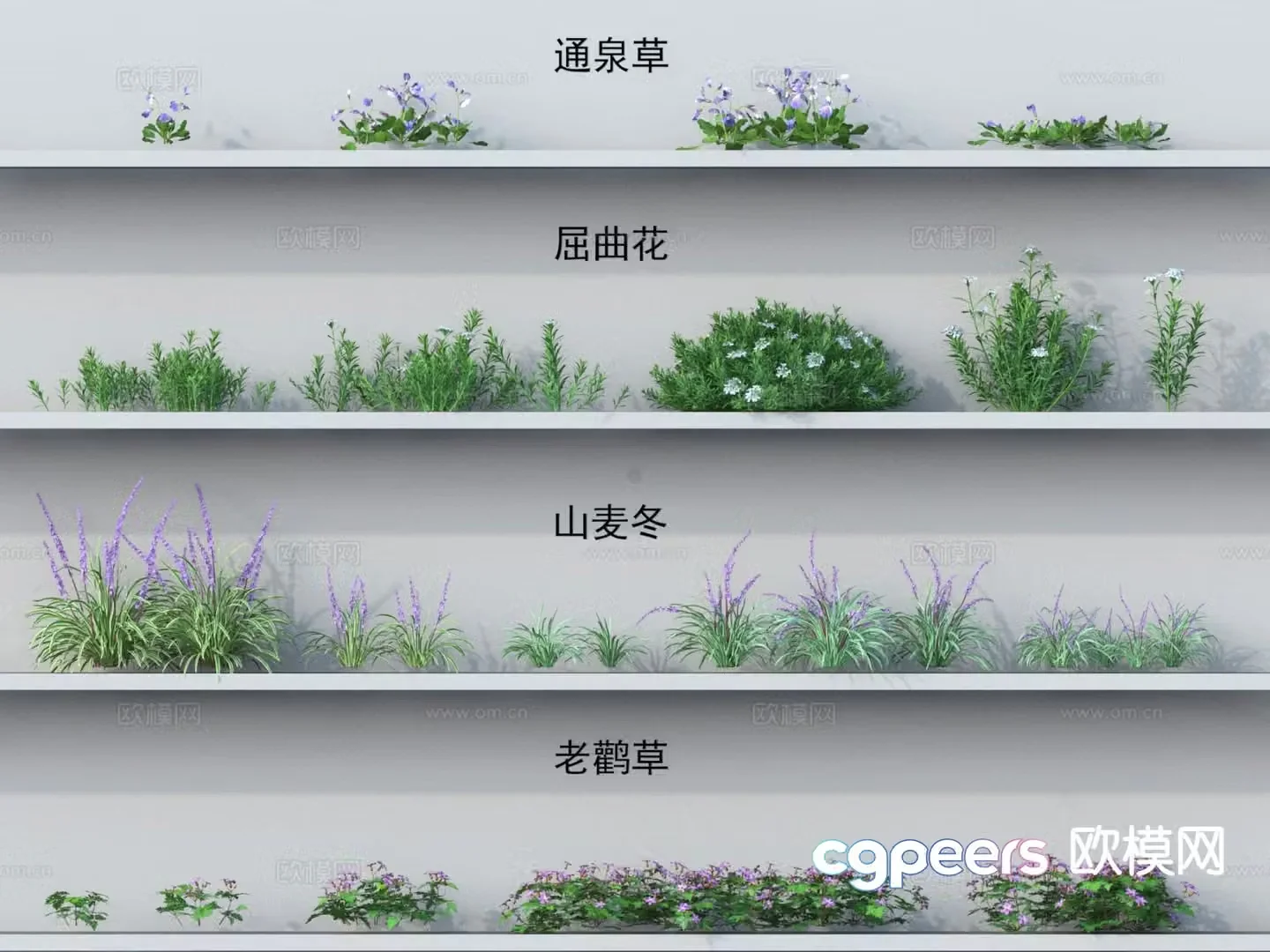 Grass Tongquan grass flexion flower Ophiopogon japonicus geranium 3D model