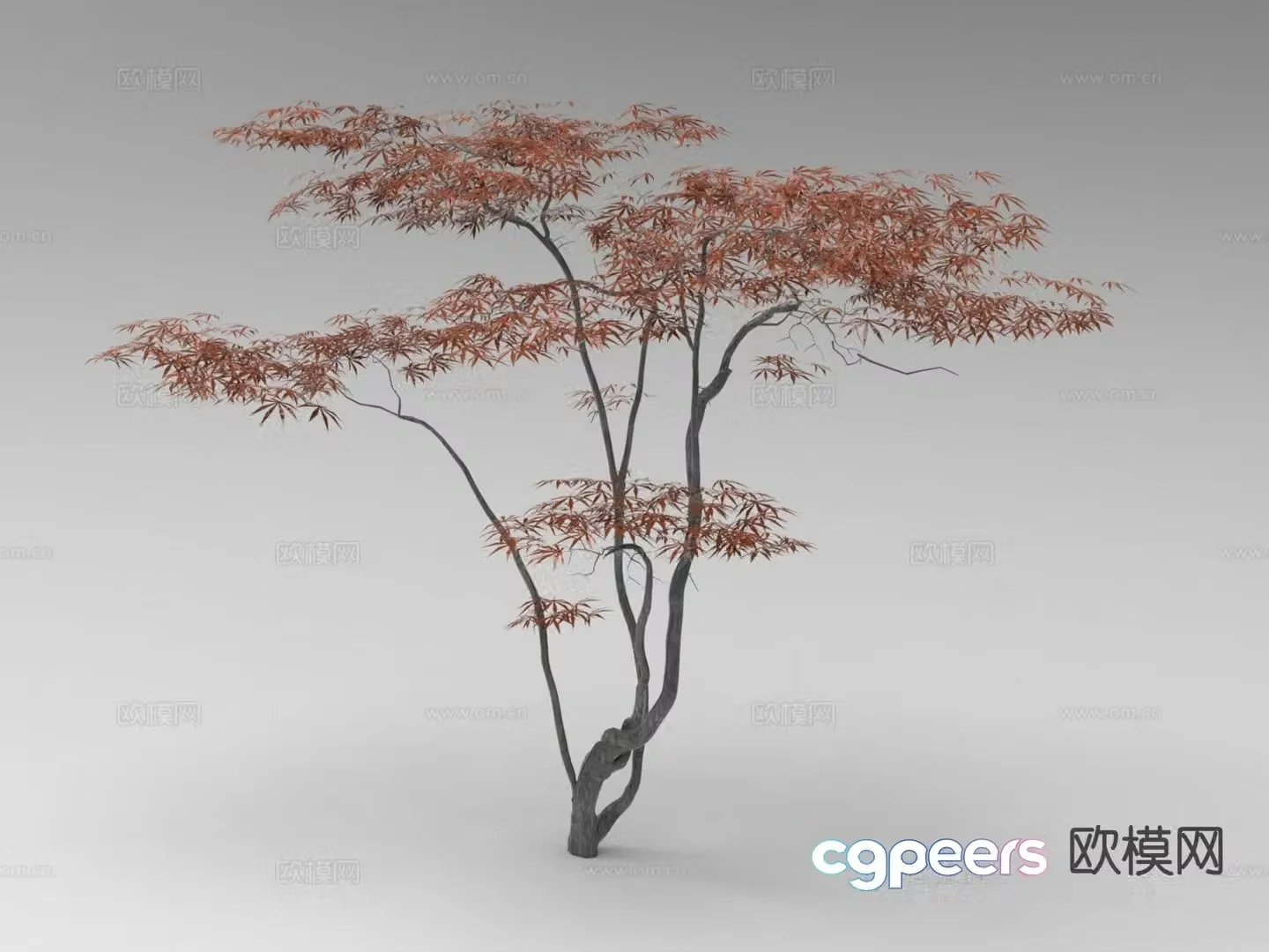 Outdoor Tree Plant Maple Tree 3D Model