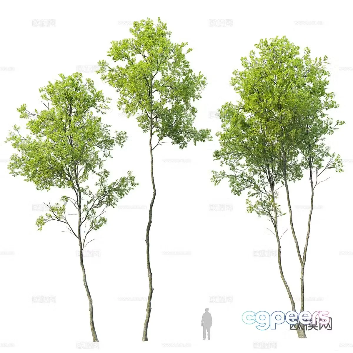 Tree Landscape Tree 3D Model
