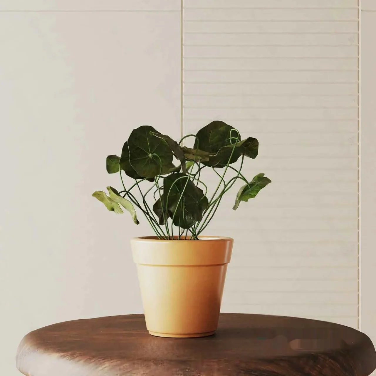 Small Potted Plant 3D Model – 1853 – VRAY Render