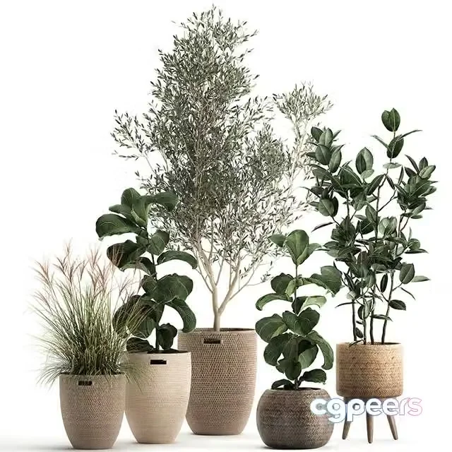 3ds Max Free – Collection of Plants in Baskets with Indoor Olive Tree
