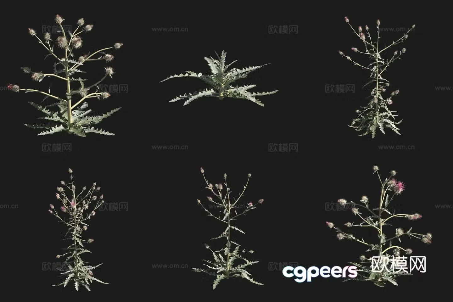 Western thistle flower grass grass plant 3d model