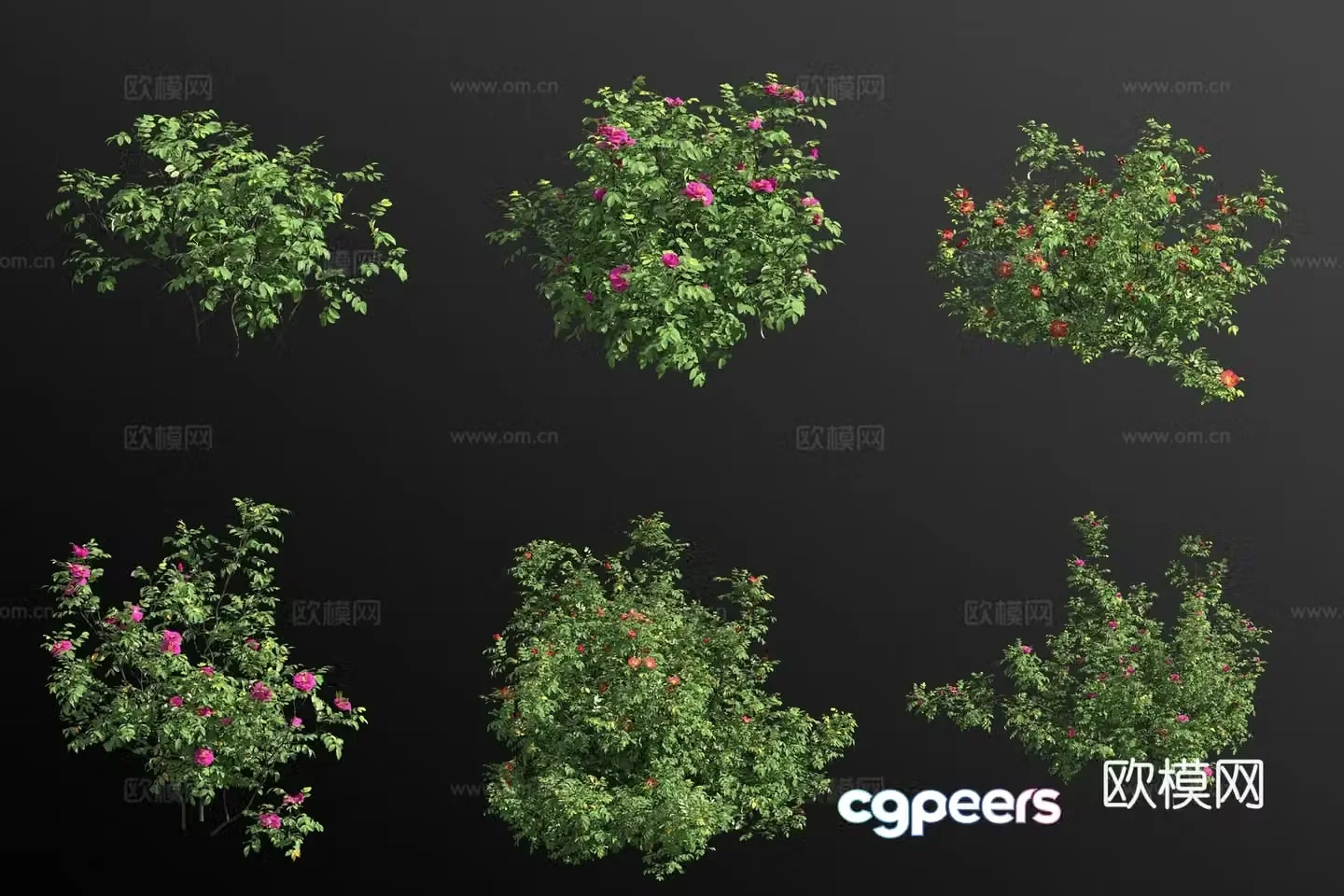 rosa rose shrub flower tree 3d model