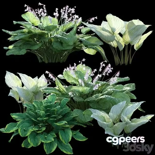 3ds Max Free – Hosta (funkia)