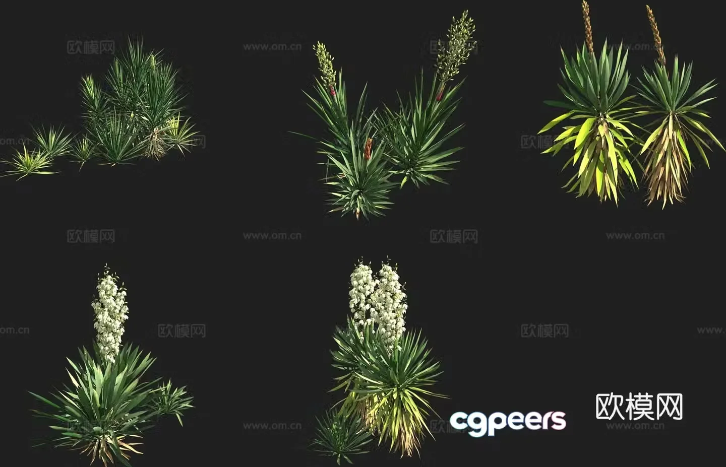 Soft leaf yucca shrub 3d model