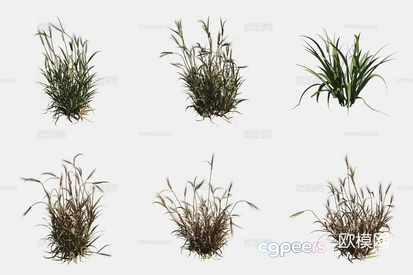 Barley crop crop 3d model