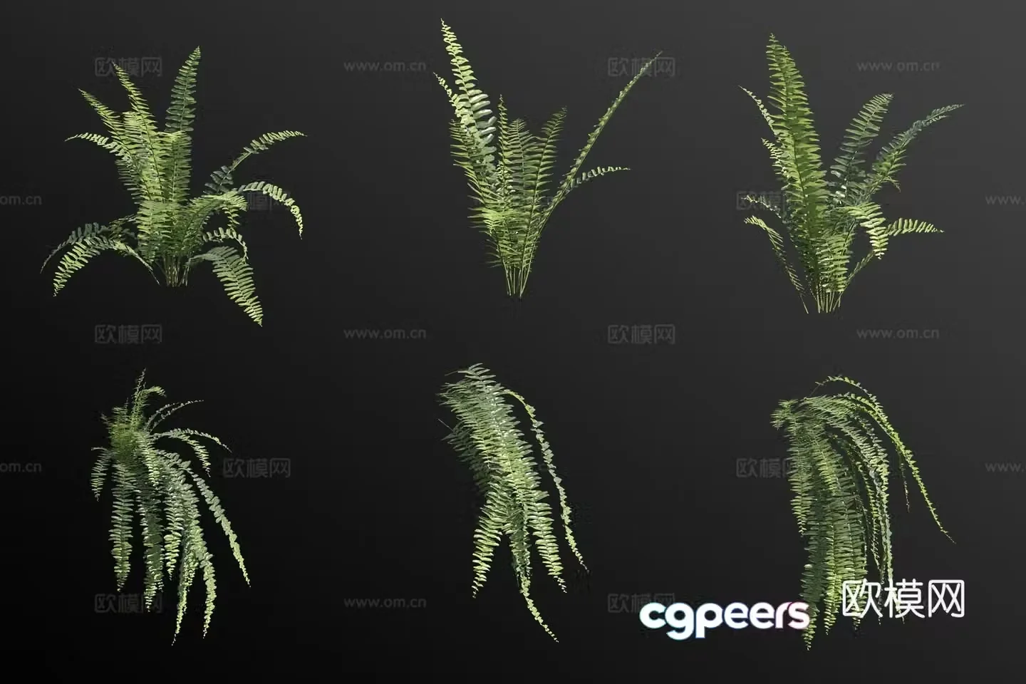 Tall kidney fern flowers and plants 3d model