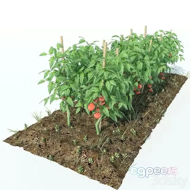 3ds Max Free – Tomato