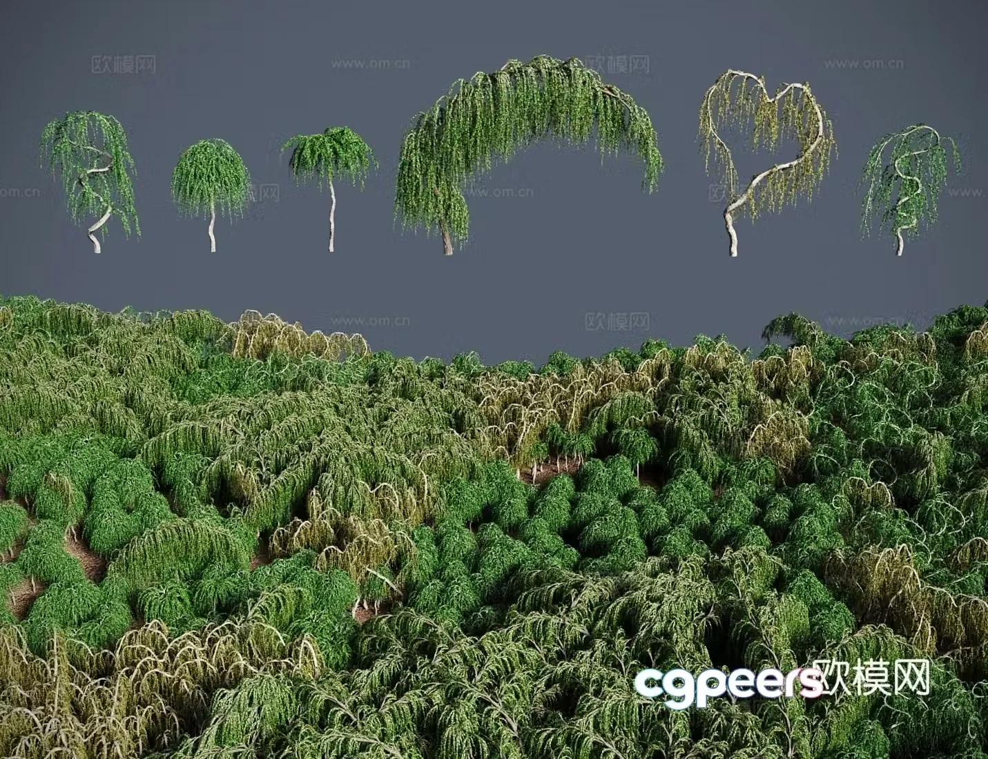 Modern landscape tree shrub Japanese larch Fuji pine Money pine Larch pine 3d model