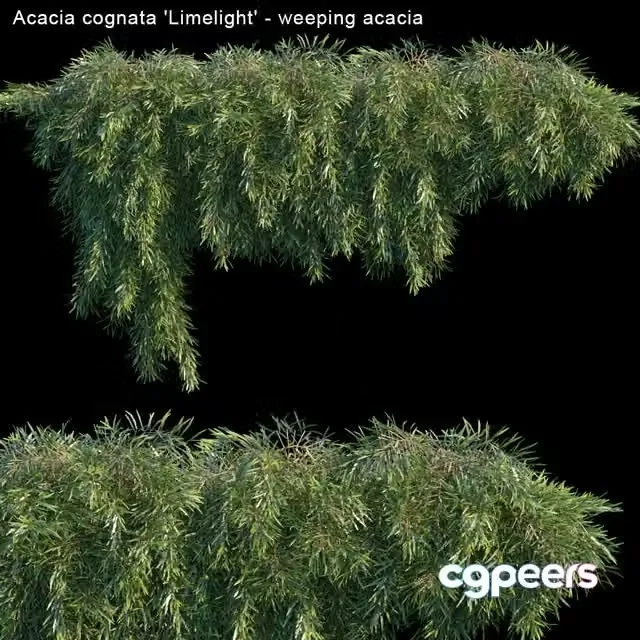3ds Max Free – Acacia cognata Limelight – Weeping Acacia