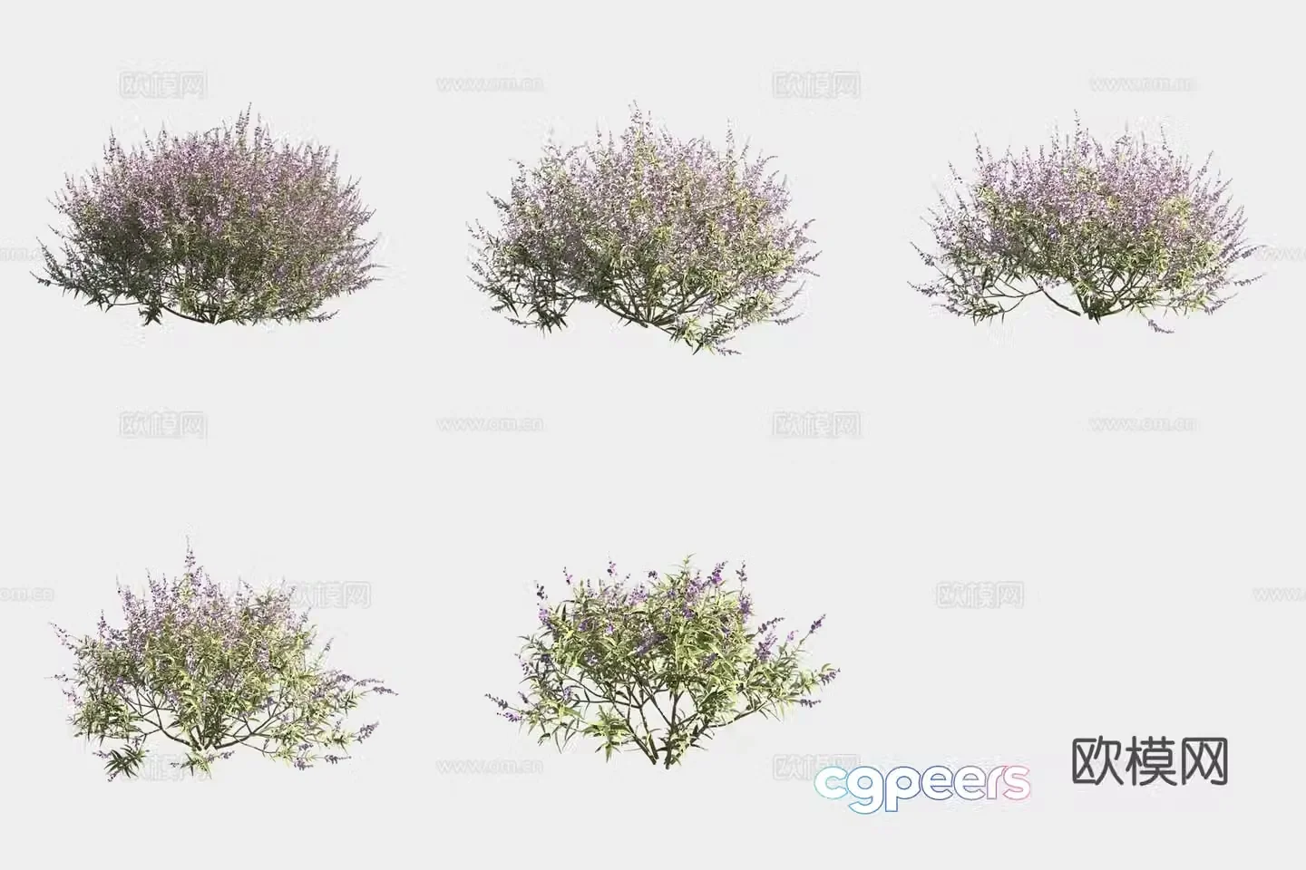 White Flower Sage Flowers and Plants Shrubs 3D Model