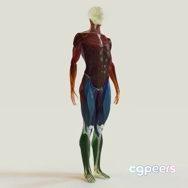 3ds Max Free – muscle groups skeleton system +