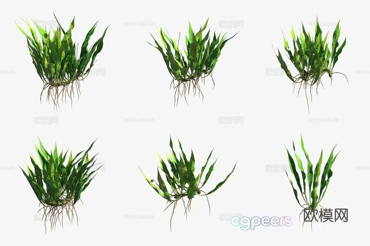 Aquatic plants iron crown aquatic plants 3d model